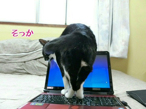 [画像:13540022-s.jpg]