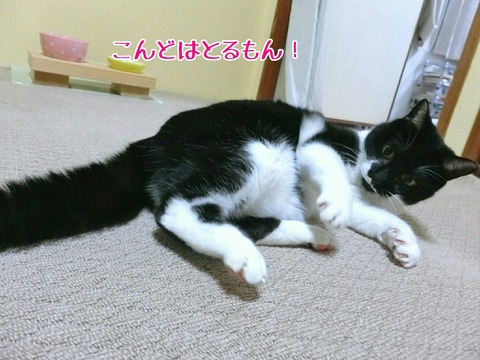 [画像:1ab75a57-s.jpg]