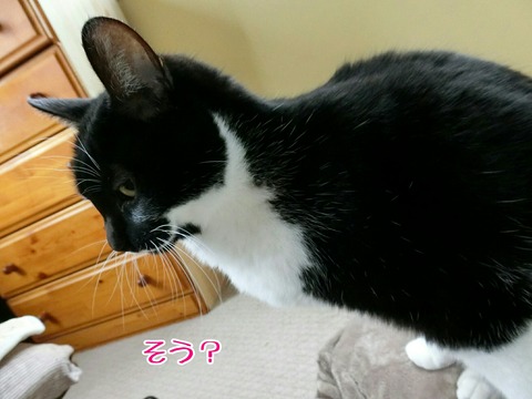 [画像:1d95d5e2-s.jpg]