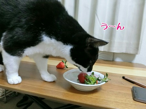 [画像:1f7b4a4e-s.jpg]