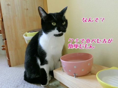 [画像:23c8cf08-s.jpg]