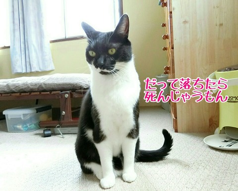 [画像:23ce28e5-s.jpg]