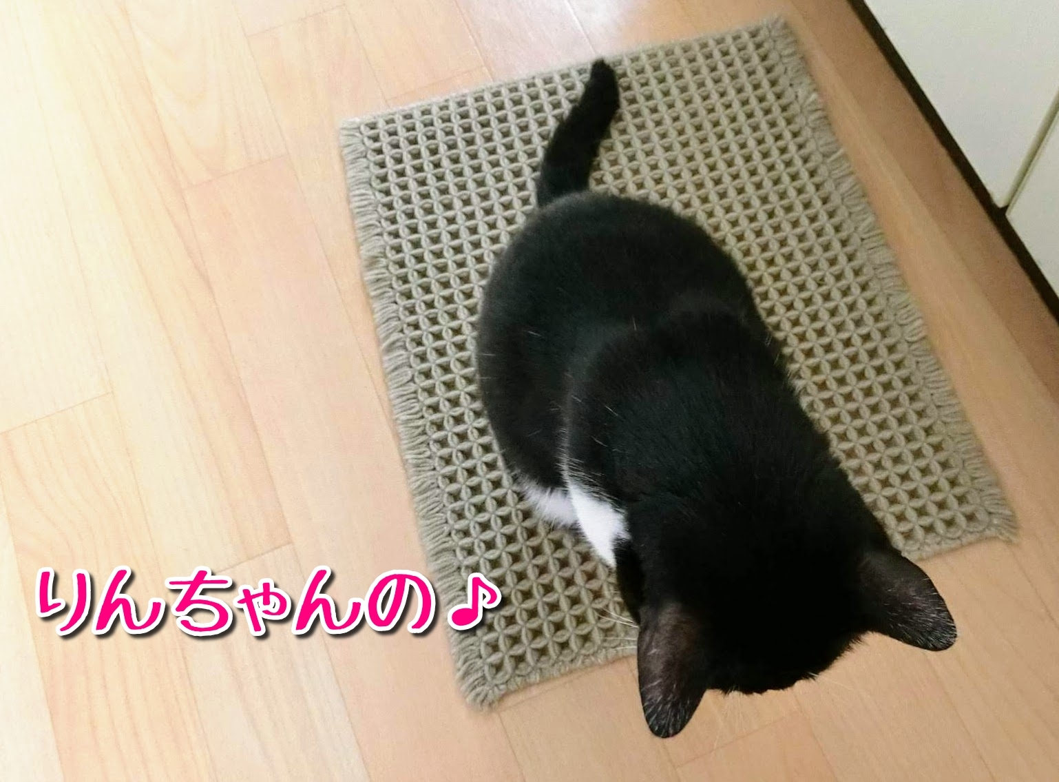 猫はキレイ好き か りんちゃん至上主義