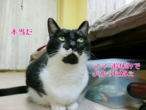 [画像:25f113b1-s.jpg]