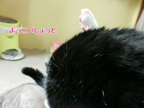 [画像:28a43ed2-s.jpg]