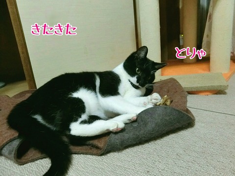 [画像:29d25d77-s.jpg]