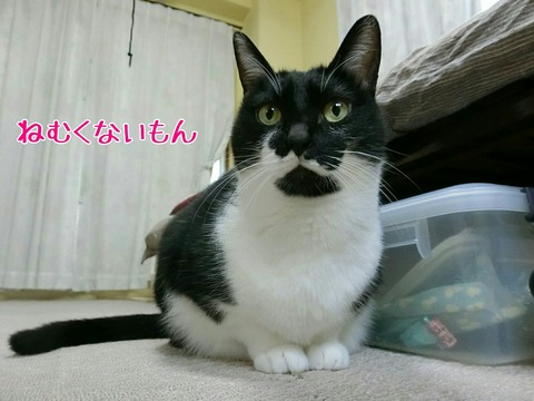 [画像:2cd0aca8-s.jpg]