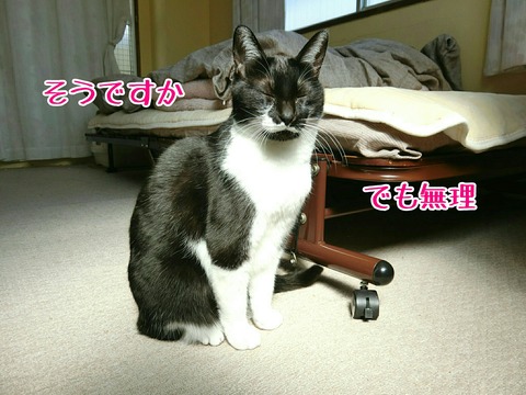 [画像:3173af8b-s.jpg]