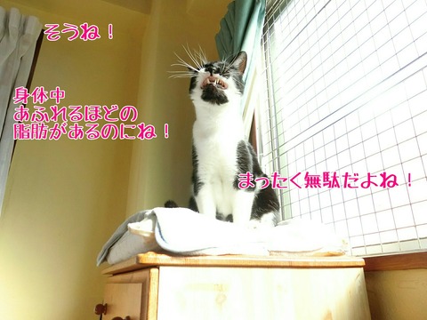 [画像:35514ecd-s.jpg]