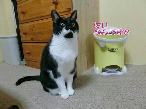 [画像:35efe97d-s.jpg]