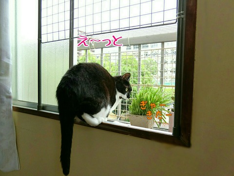 [画像:38bc0211-s.jpg]