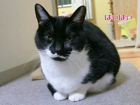 [画像:3bb42637-s.jpg]