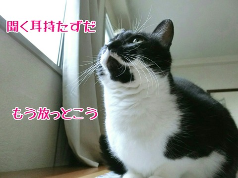 [画像:3d8acc77-s.jpg]