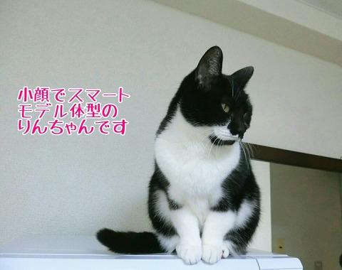 [画像:4375c8f7-s.jpg]