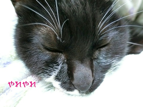 [画像:448438e3-s.jpg]