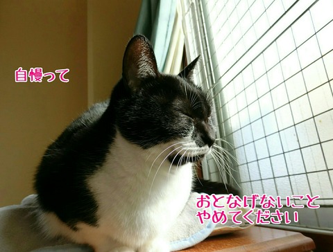 [画像:4762913c-s.jpg]