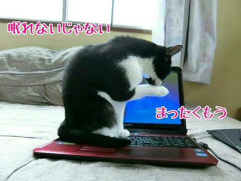 [画像:4fbd8bd4-s.jpg]