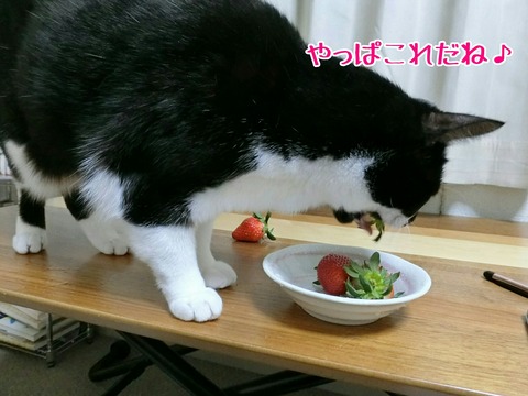 [画像:5110b7b8-s.jpg]