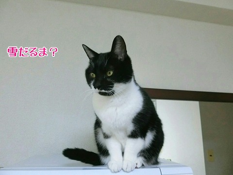 [画像:518b3ac0-s.jpg]