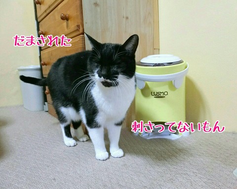 [画像:532b3509-s.jpg]