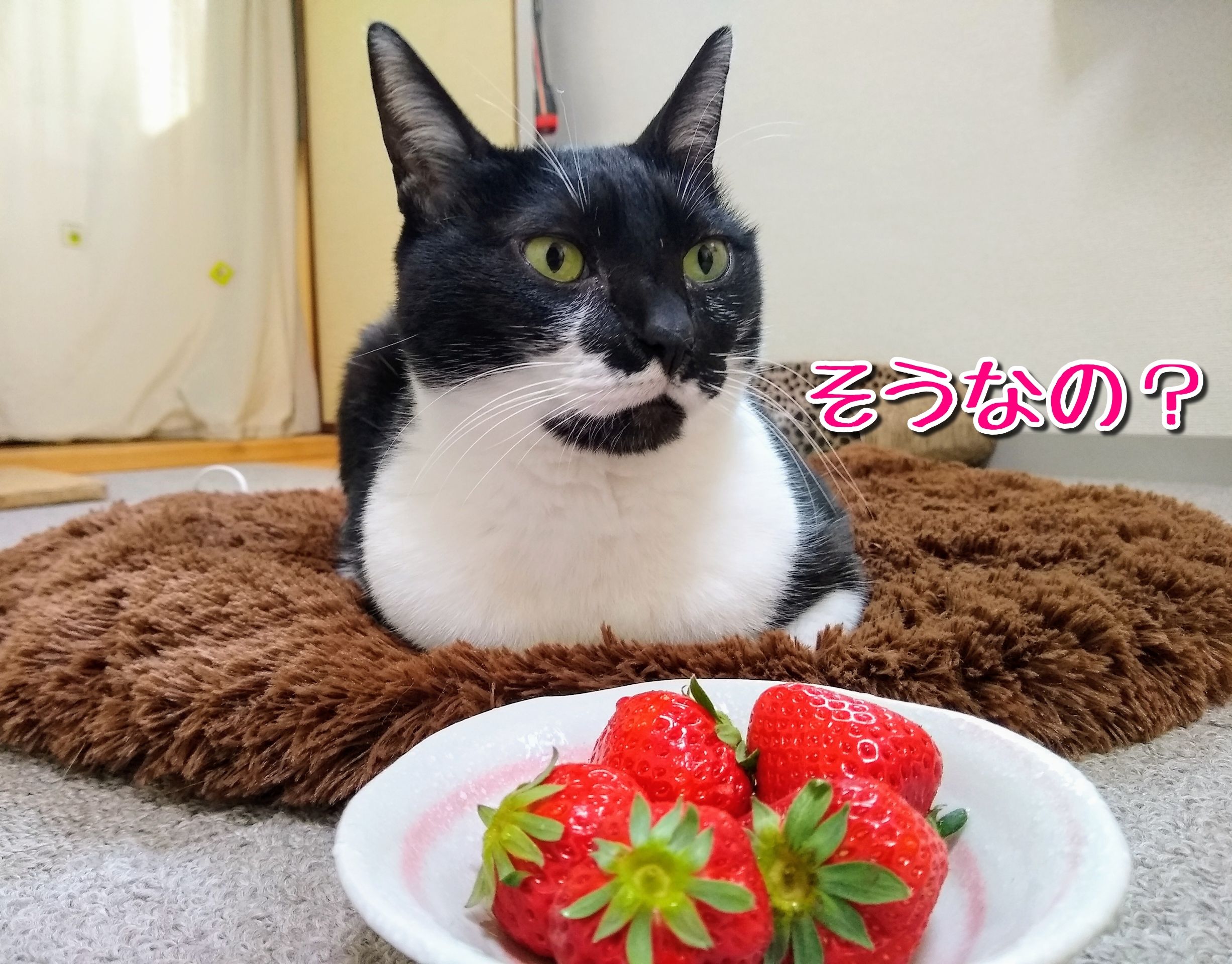 可愛い食べ物 りんちゃん至上主義 可愛い食べ物 りんちゃん至上主義