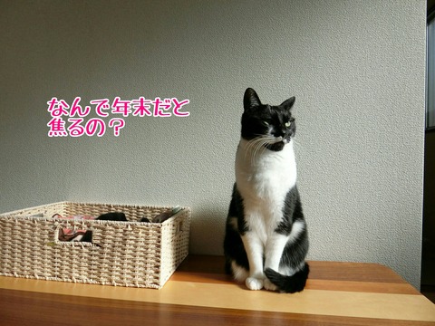 [画像:57cffff3-s.jpg]