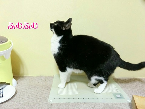 [画像:5a181a03-s.jpg]