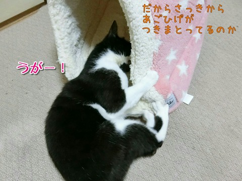 [画像:5c519c6e-s.jpg]