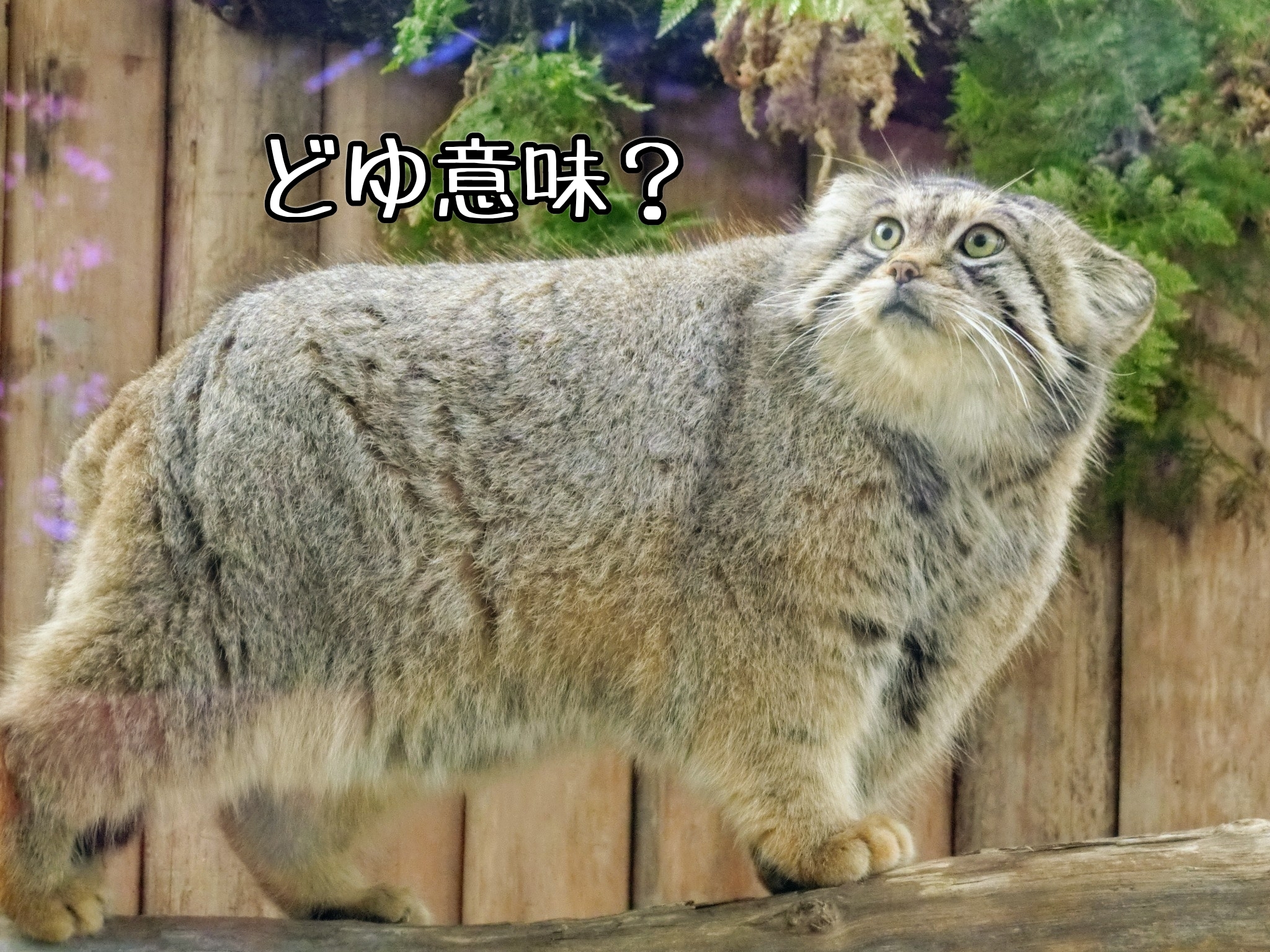 ずんぐりむっくり頂上決定戦 りんちゃん至上主義