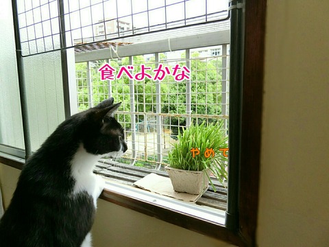 [画像:62481149-s.jpg]