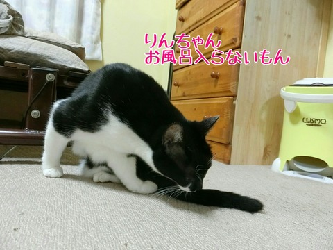 [画像:6b508175-s.jpg]