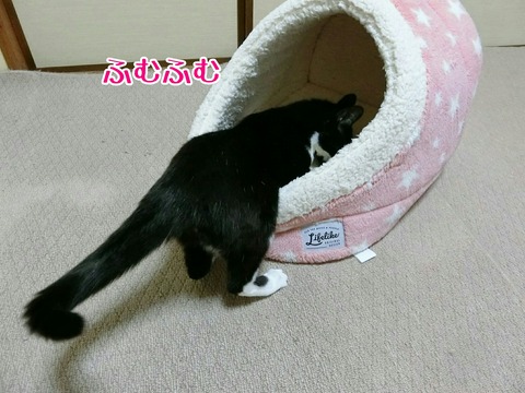 [画像:6bdb4184-s.jpg]