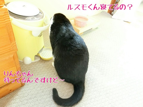 [画像:6d7a5ef9-s.jpg]