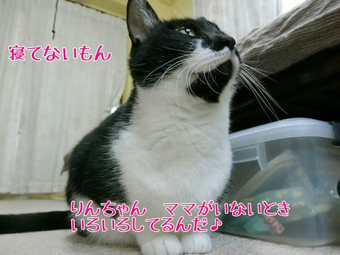 [画像:6eef3807-s.jpg]