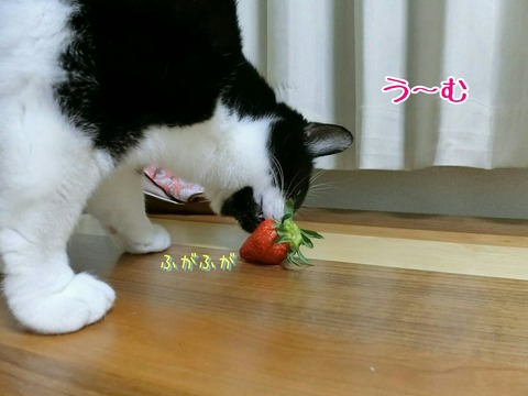 [画像:707e31b1-s.jpg]