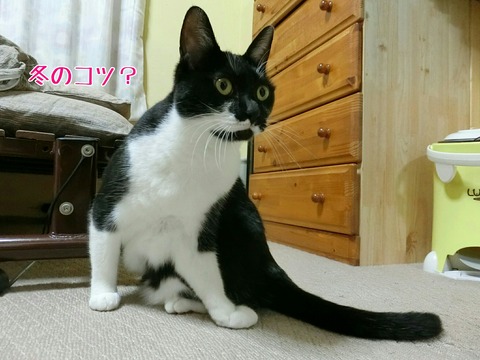 [画像:710b6e6a-s.jpg]