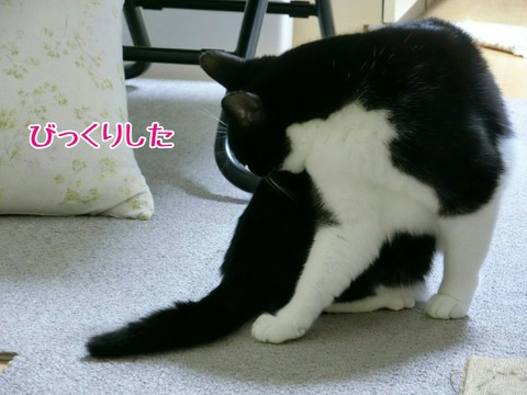 [画像:73f8b65a-s.jpg]