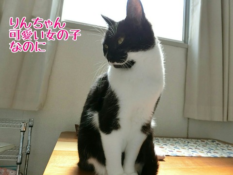 [画像:7ae0dc69-s.jpg]