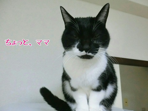 [画像:7b82131e-s.jpg]