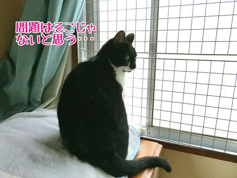 [画像:806d24f6-s.jpg]