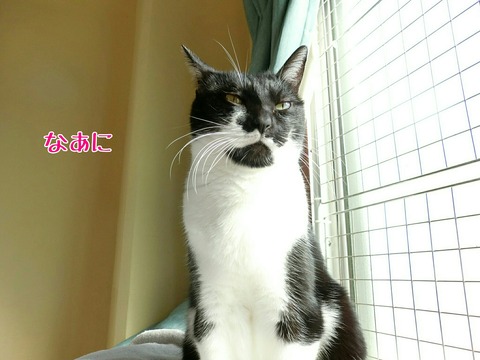 [画像:829a5ef5-s.jpg]