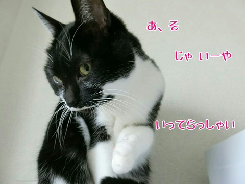 [画像:84ed1eb6-s.jpg]