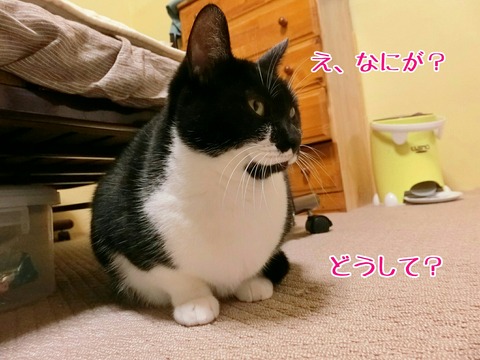 [画像:8e3904dc-s.jpg]