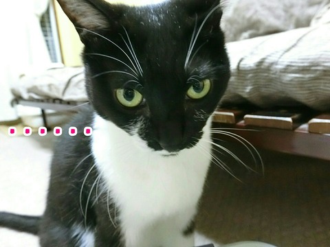 [画像:90060121-s.jpg]