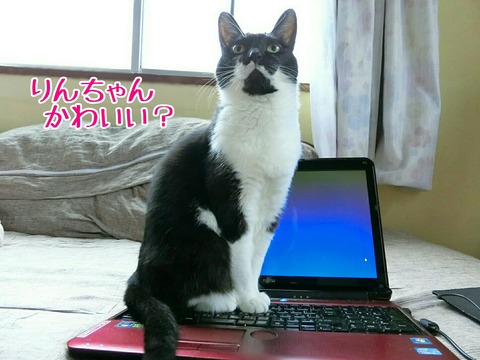 [画像:94285c57-s.jpg]