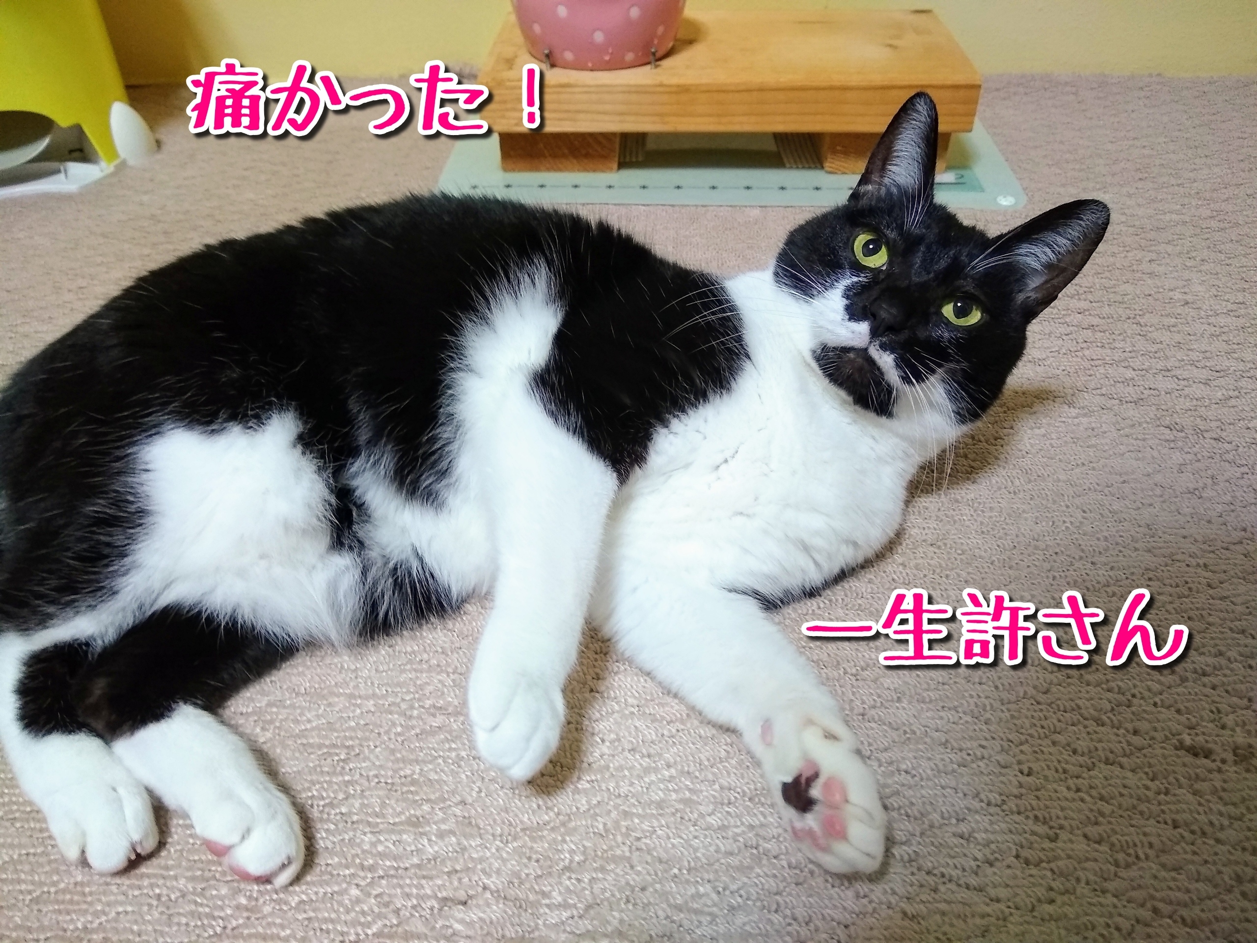 猫 踏んじゃったら怒られた りんちゃん至上主義 猫 踏んじゃったら怒られた りんちゃん至上主義