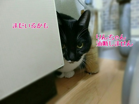 [画像:954f12cf-s.jpg]