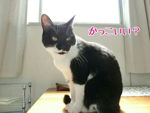 [画像:9a49d4be-s.jpg]