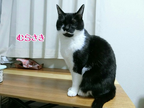 [画像:a2dda810-s.jpg]