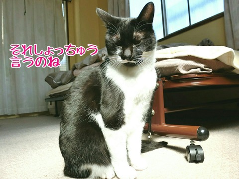 [画像:a891fce8-s.jpg]